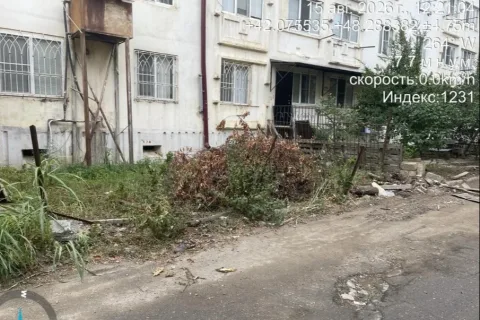 В Дербенте незаконно срубили одно дерево на улице 345 ДСД
